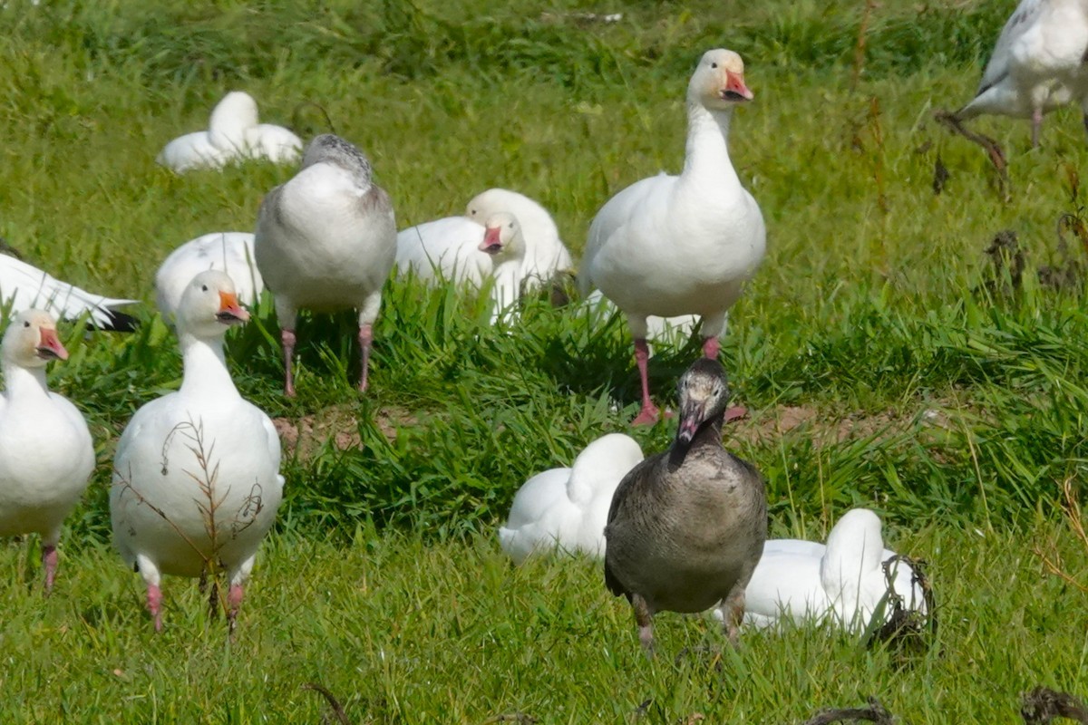 Snow Goose - Cliff Cordy