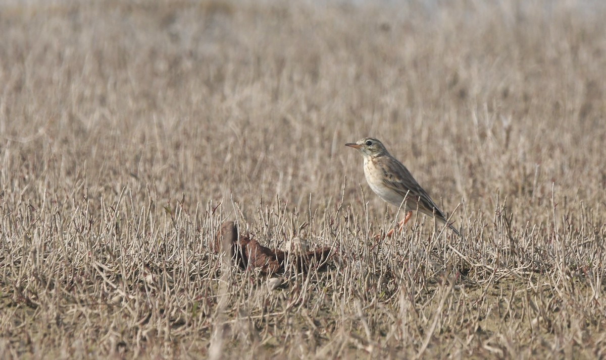 Tawny Pipit - ML614291507