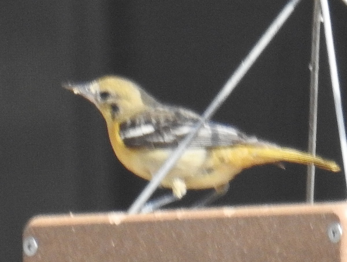 Baltimore Oriole - ML614291548