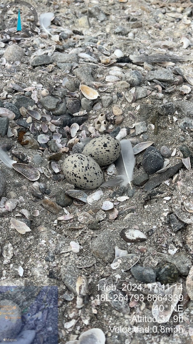 American Oystercatcher - ML614291650