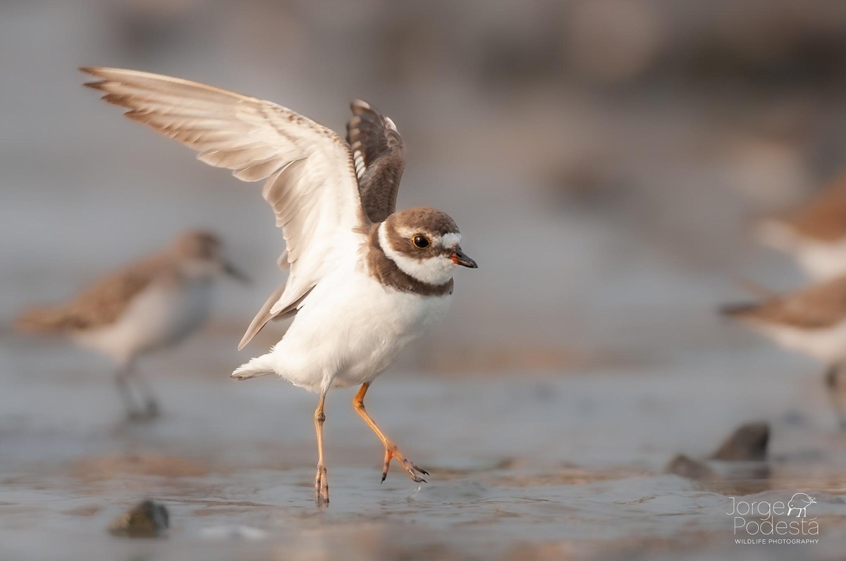 Semipalmated Plover - Jorge Podestá Hernández