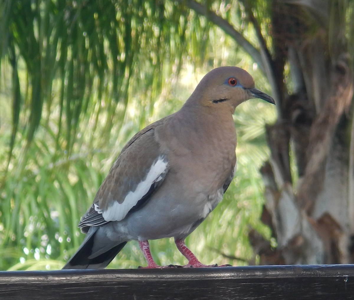 White-winged Dove - ML614291806