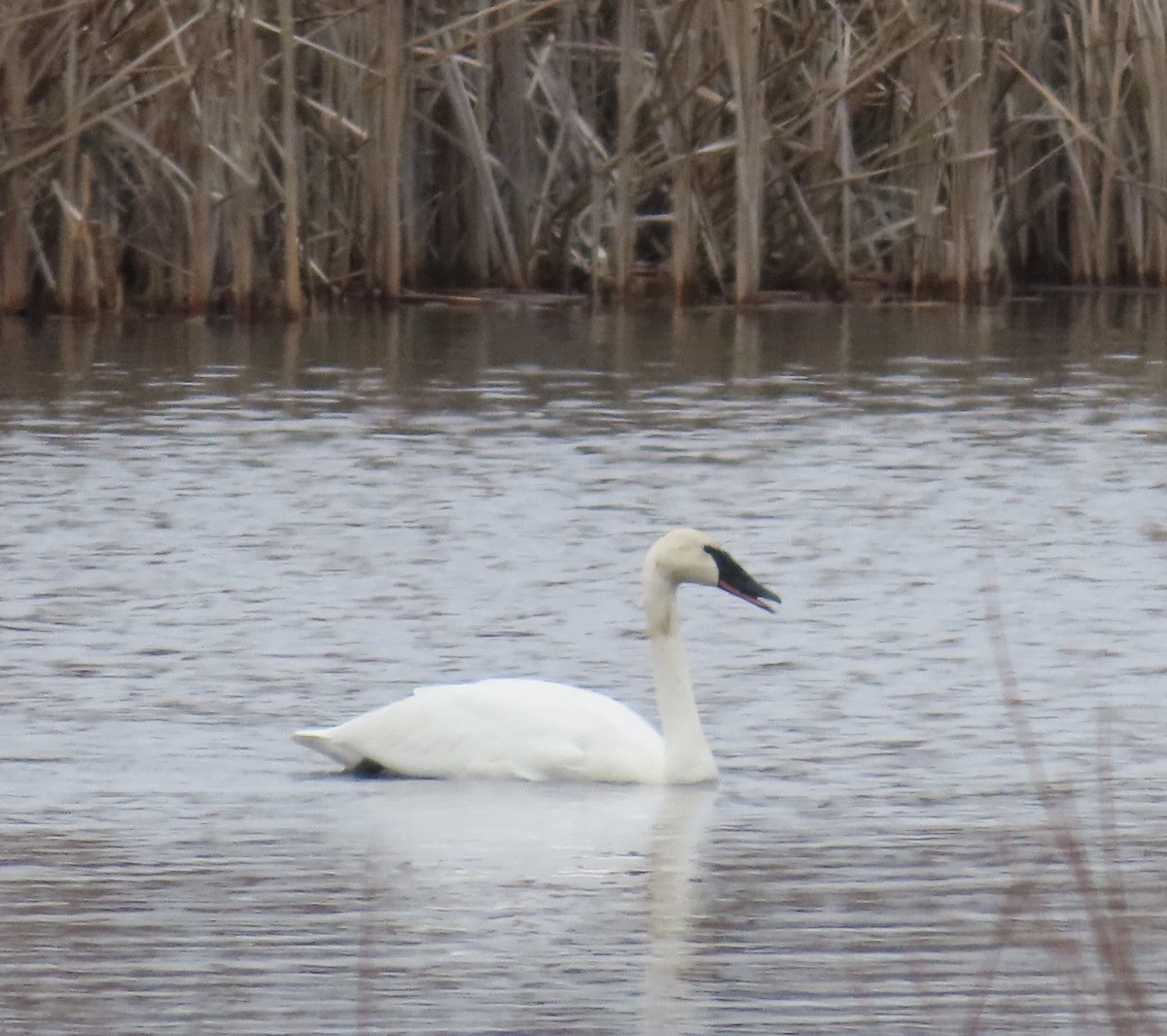 Trumpeter Swan - ML614291832