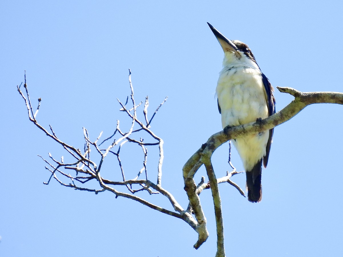 Forest Kingfisher - ML614291843