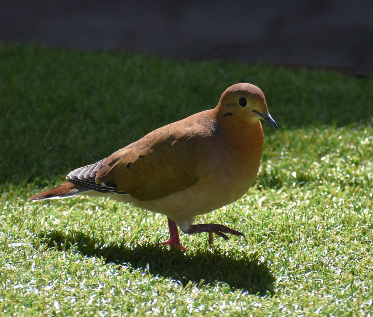 Zenaida Dove - ML614291911