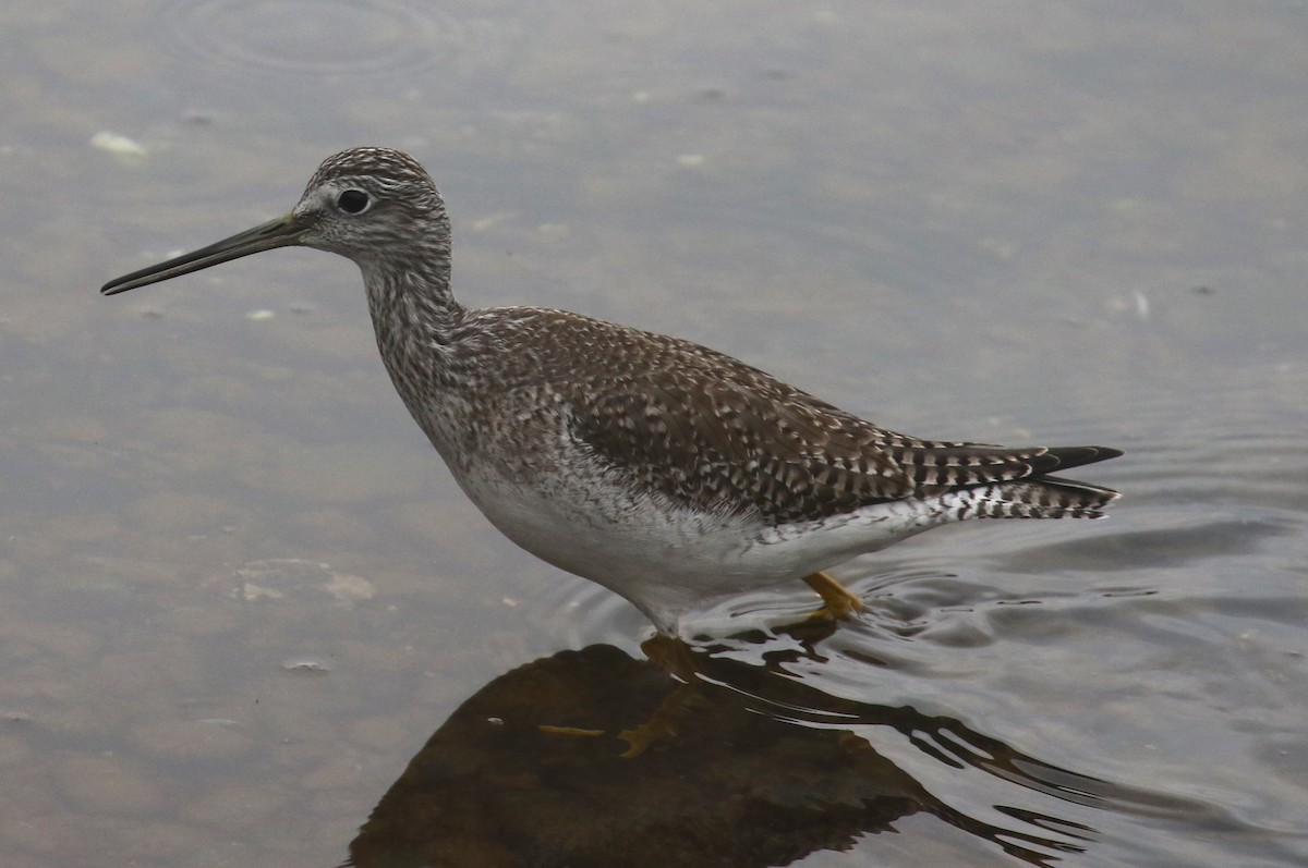 Greater Yellowlegs - ML614291923