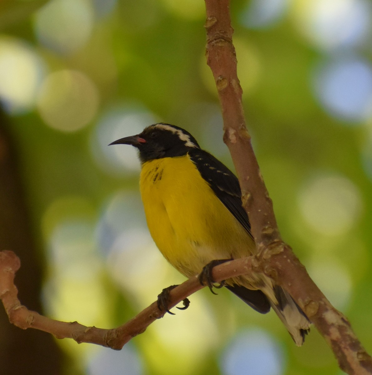 Bananaquit - ML614291947