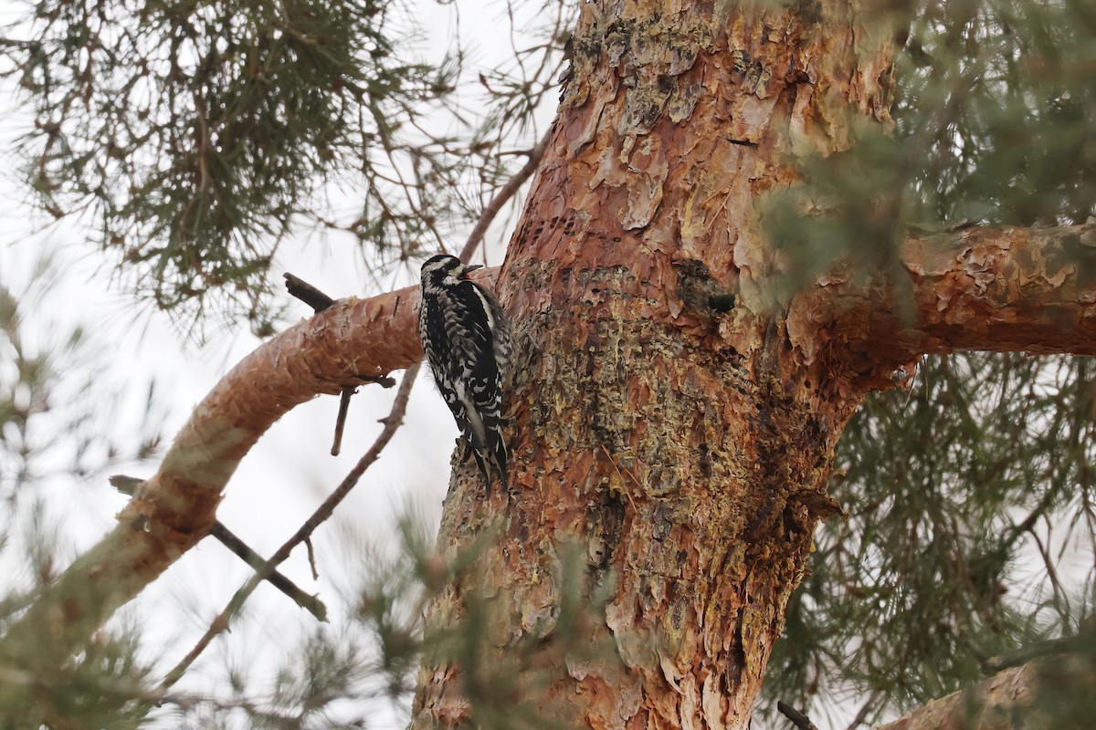 Yellow-bellied Sapsucker - ML614291991