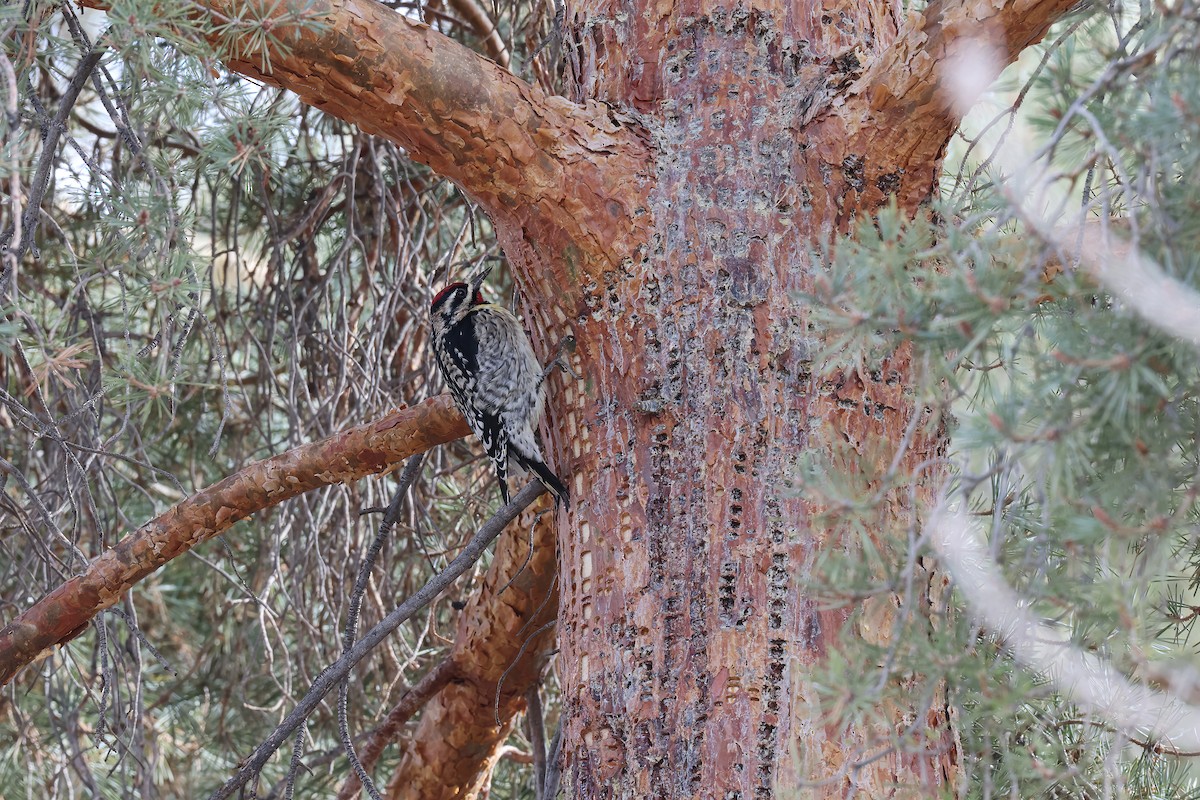 Yellow-bellied Sapsucker - ML614292002