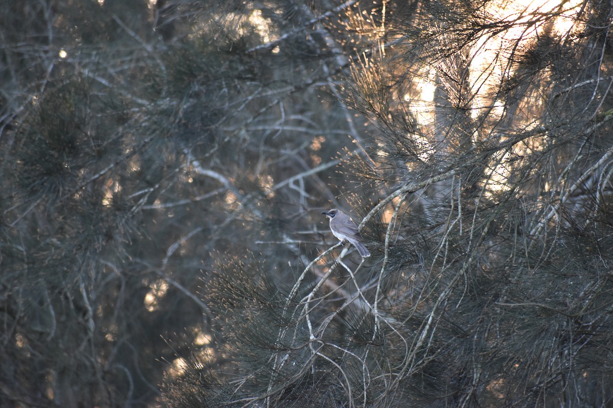 Little Friarbird - ML614292043