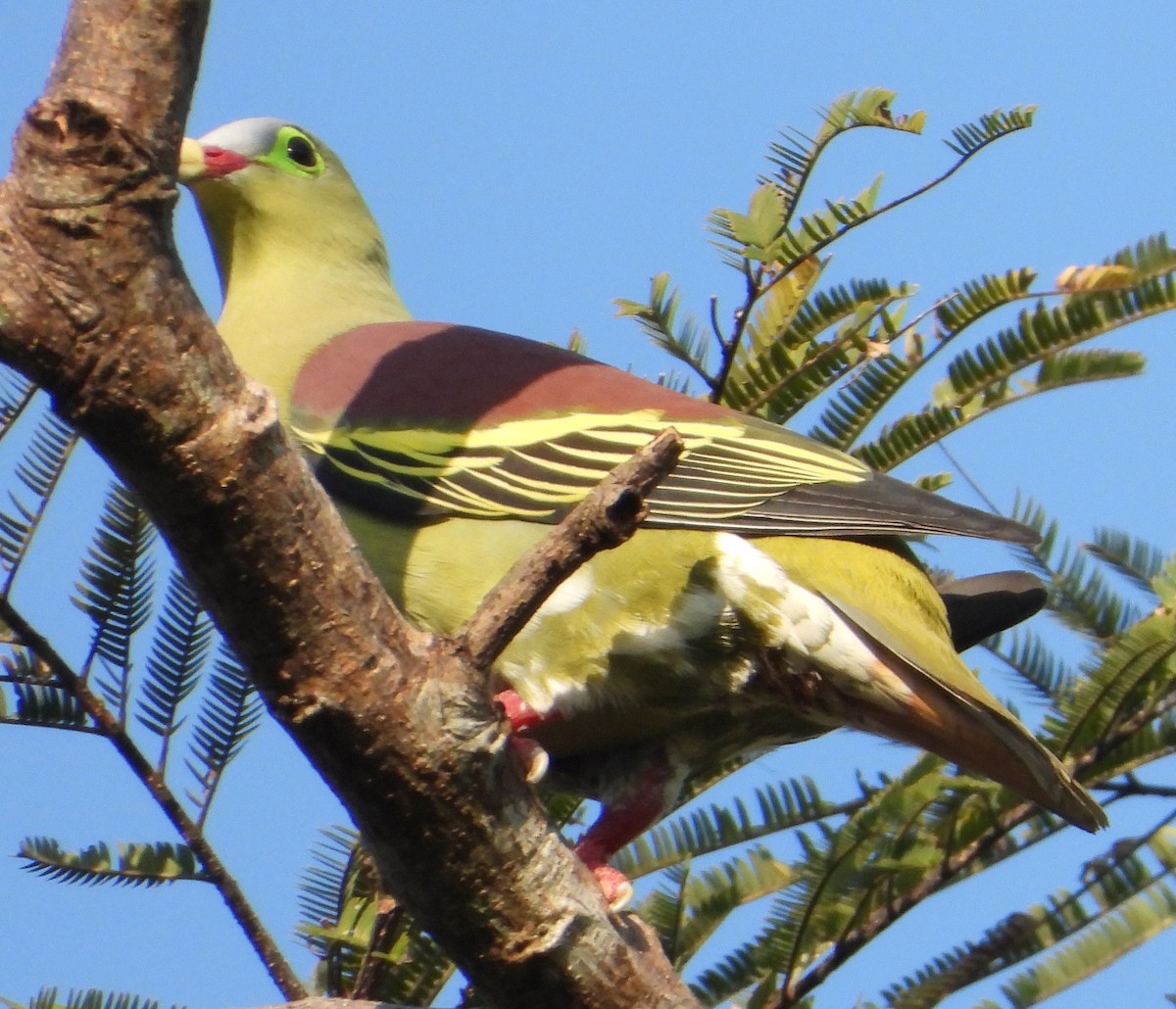 Thick-billed Green-Pigeon - ML614292067
