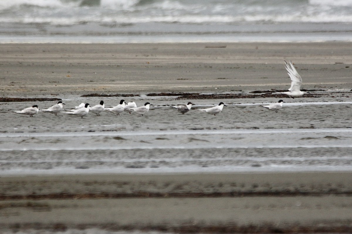 White-fronted Tern - Pauline and Ray Priest