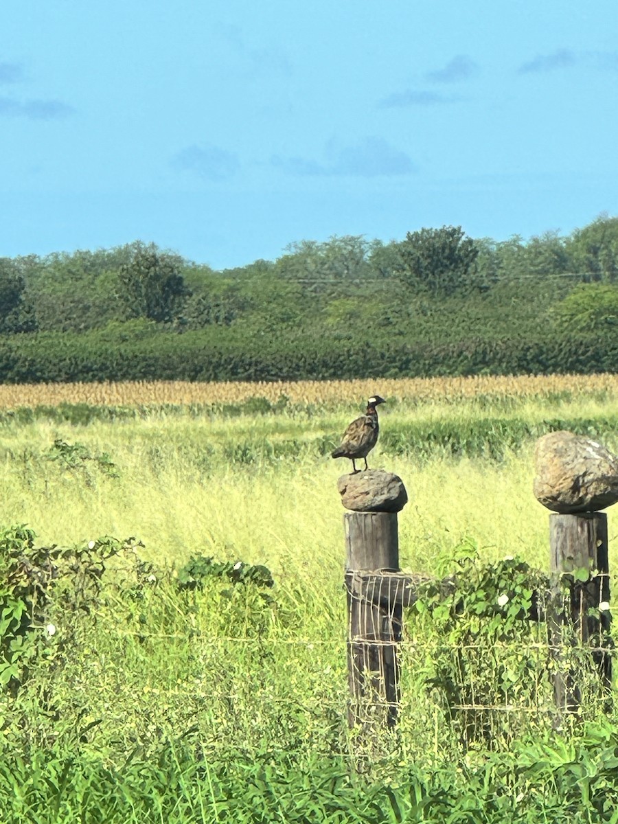 Black Francolin - ML614292191