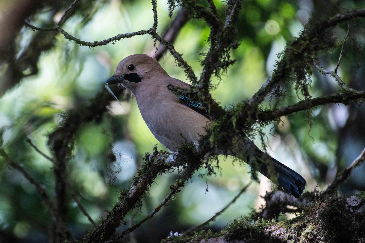 Eurasian Jay - ML614292201