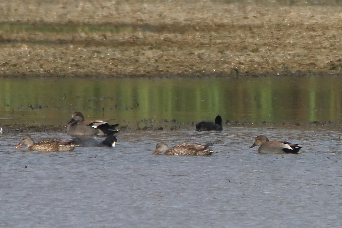 Gadwall - ML614292246