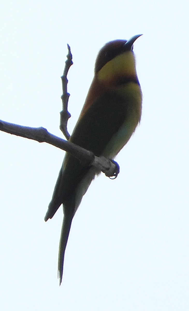 Chestnut-headed Bee-eater - ML614292273
