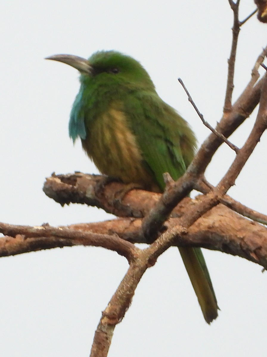 Blue-bearded Bee-eater - ML614292281