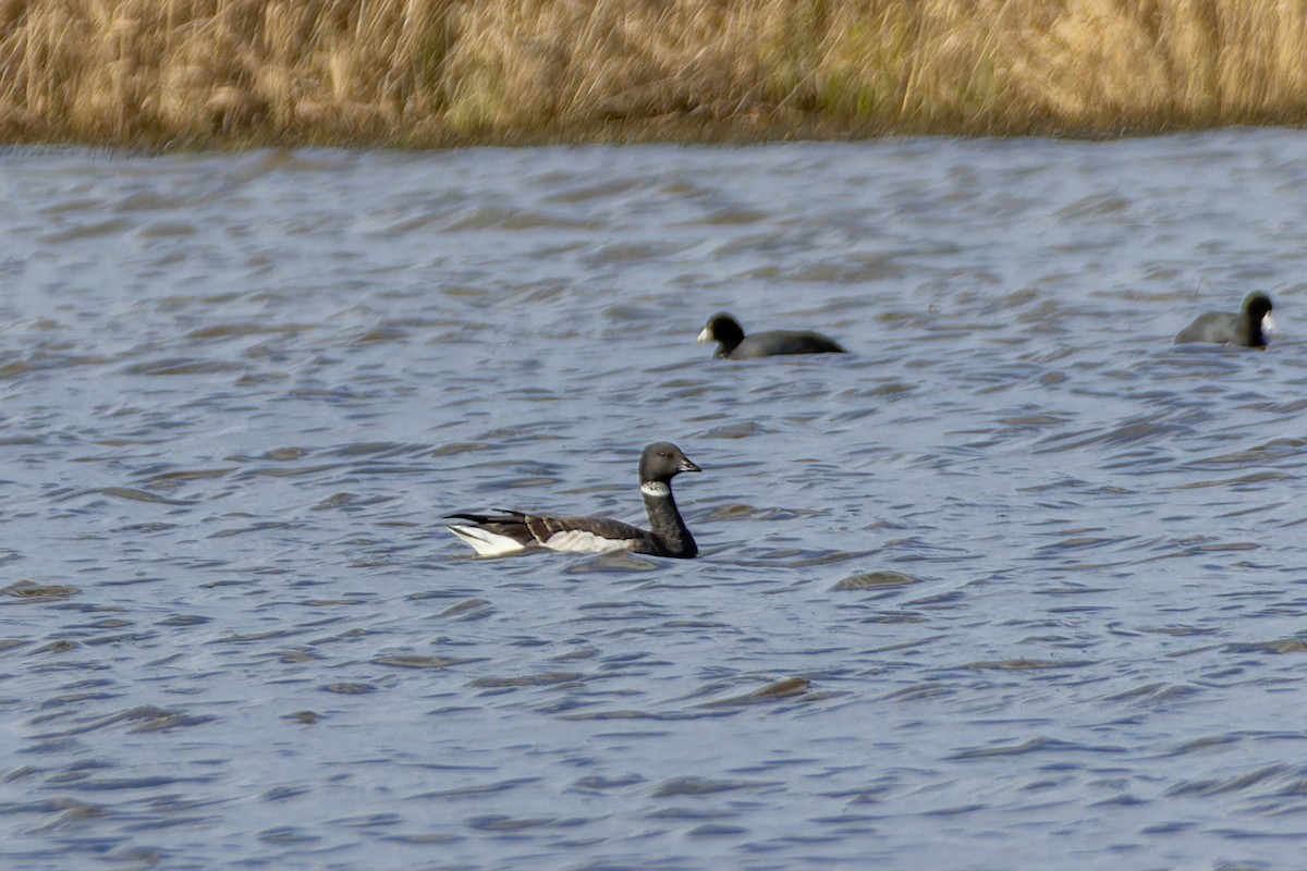 Brant - ML614292310