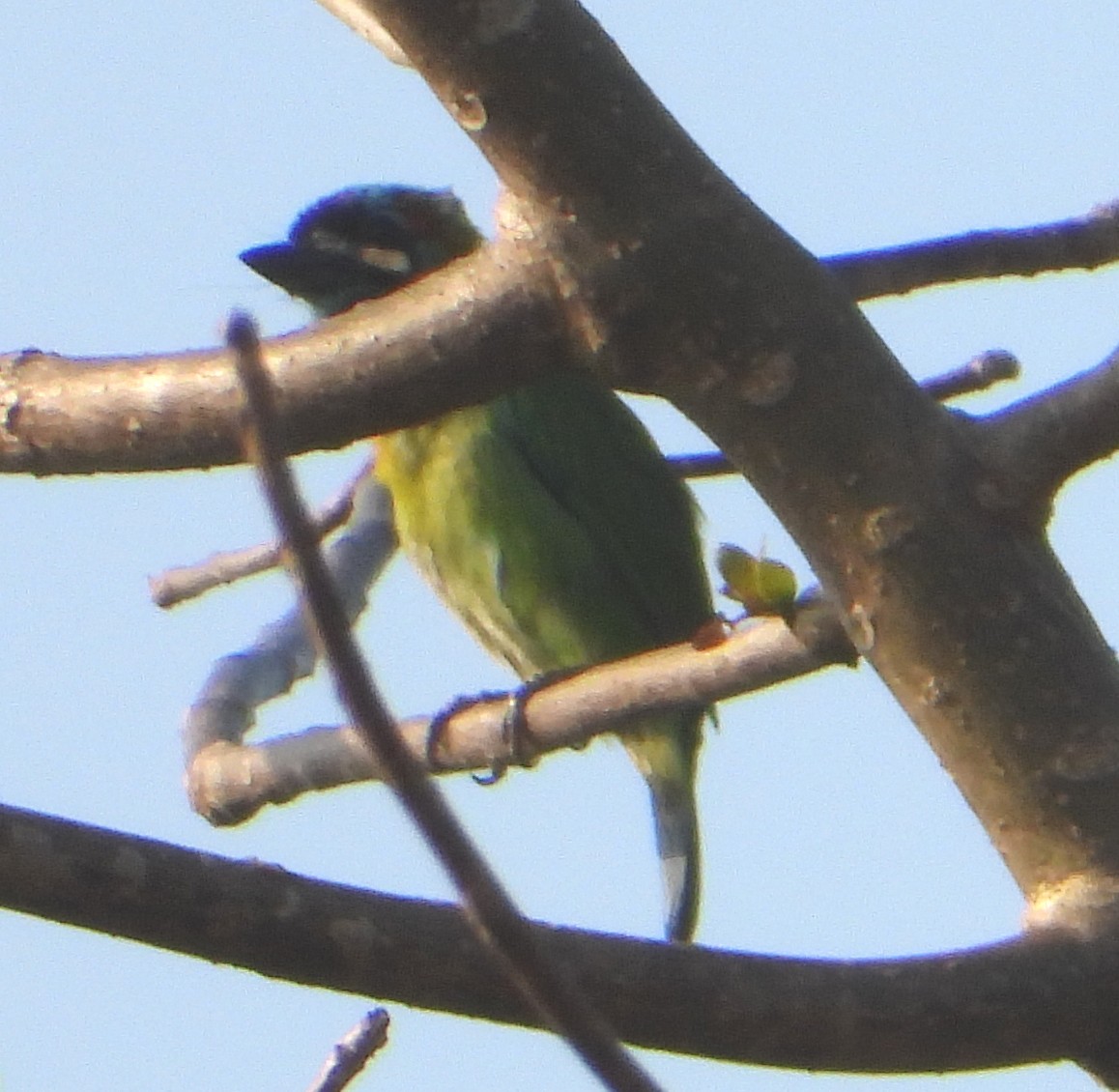 Blue-eared Barbet - Glenn Morris