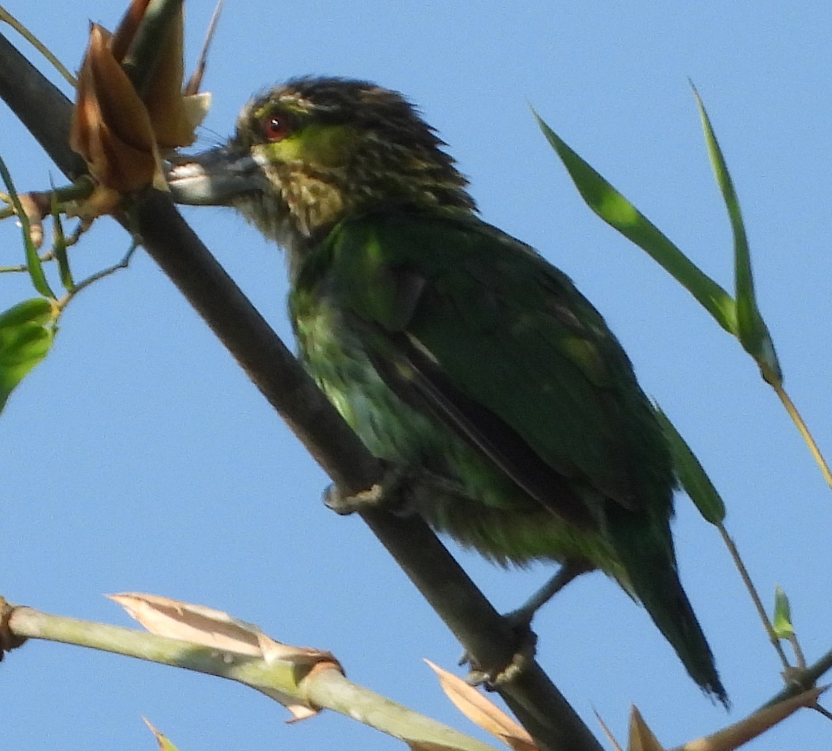 Yeşil Kulaklı Barbet - ML614292375