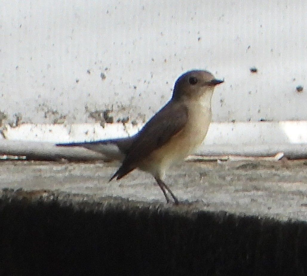 Taiga Flycatcher - ML614292394