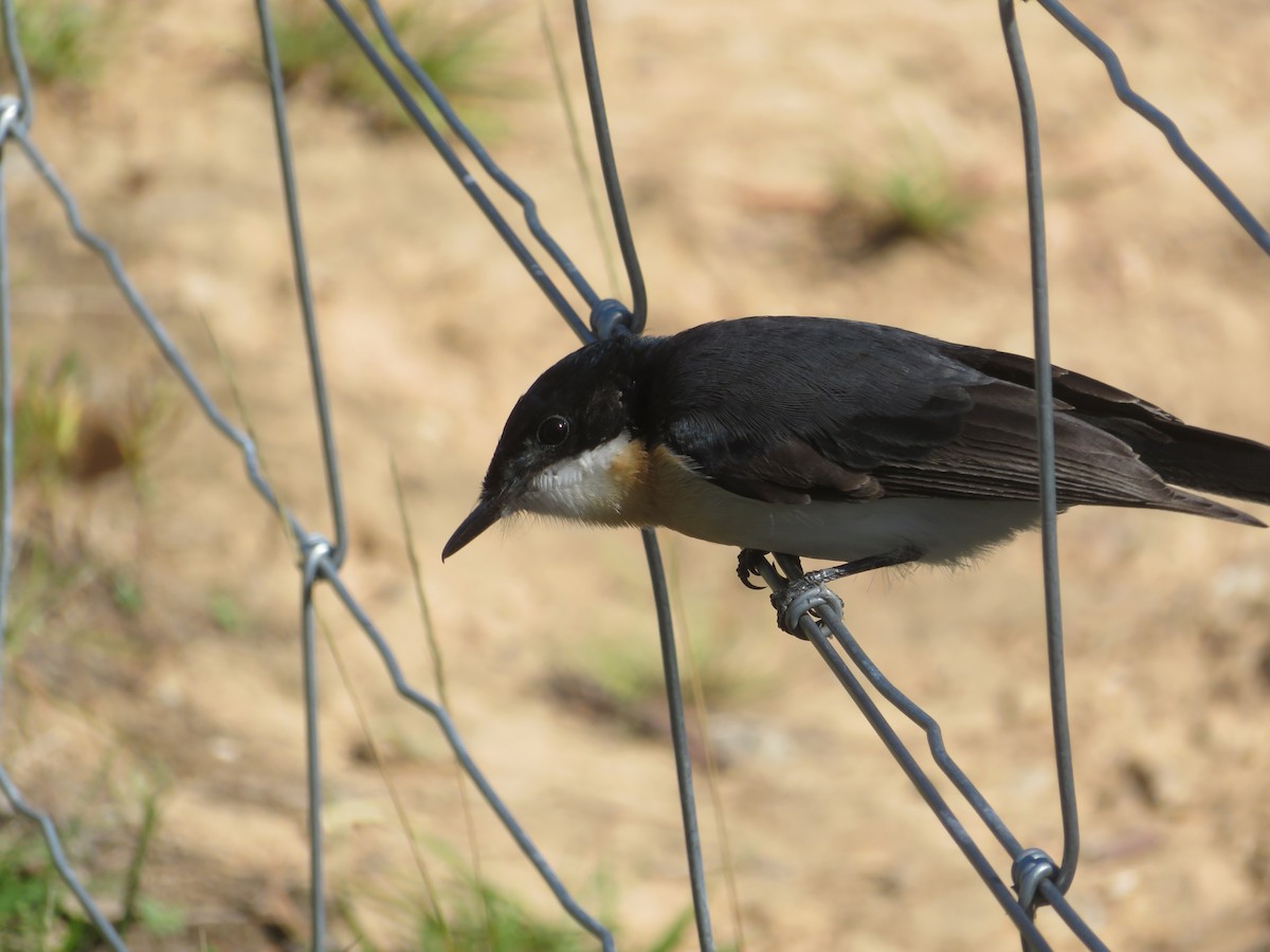 Restless Flycatcher - Christine D