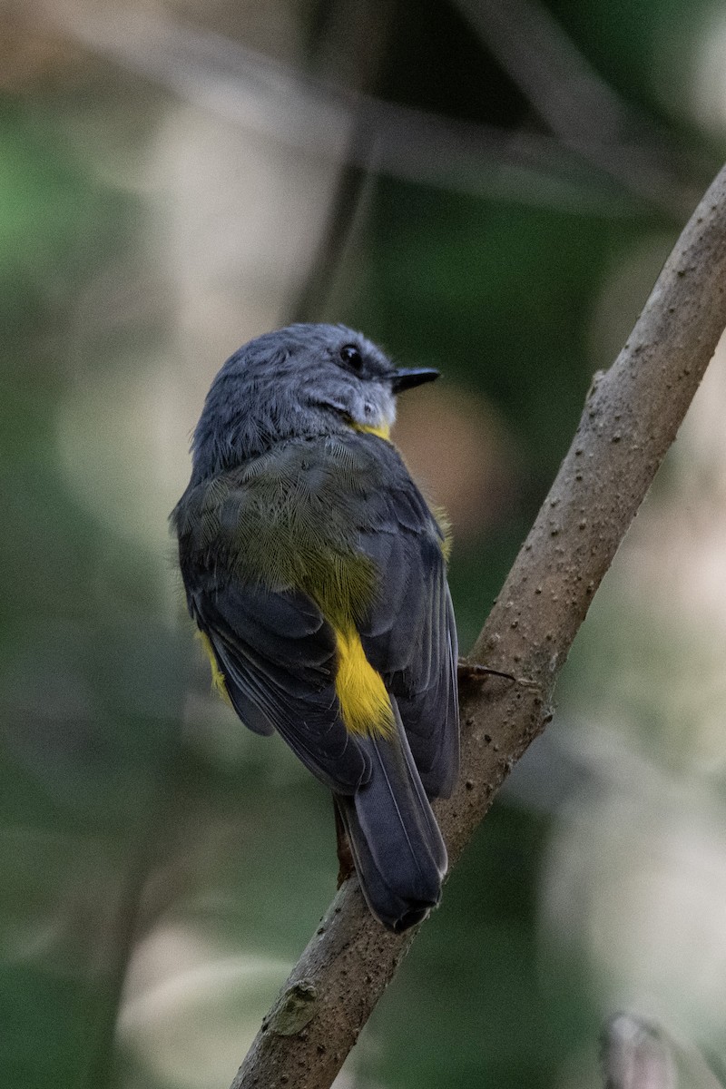 Eastern Yellow Robin - Owen  Lawton