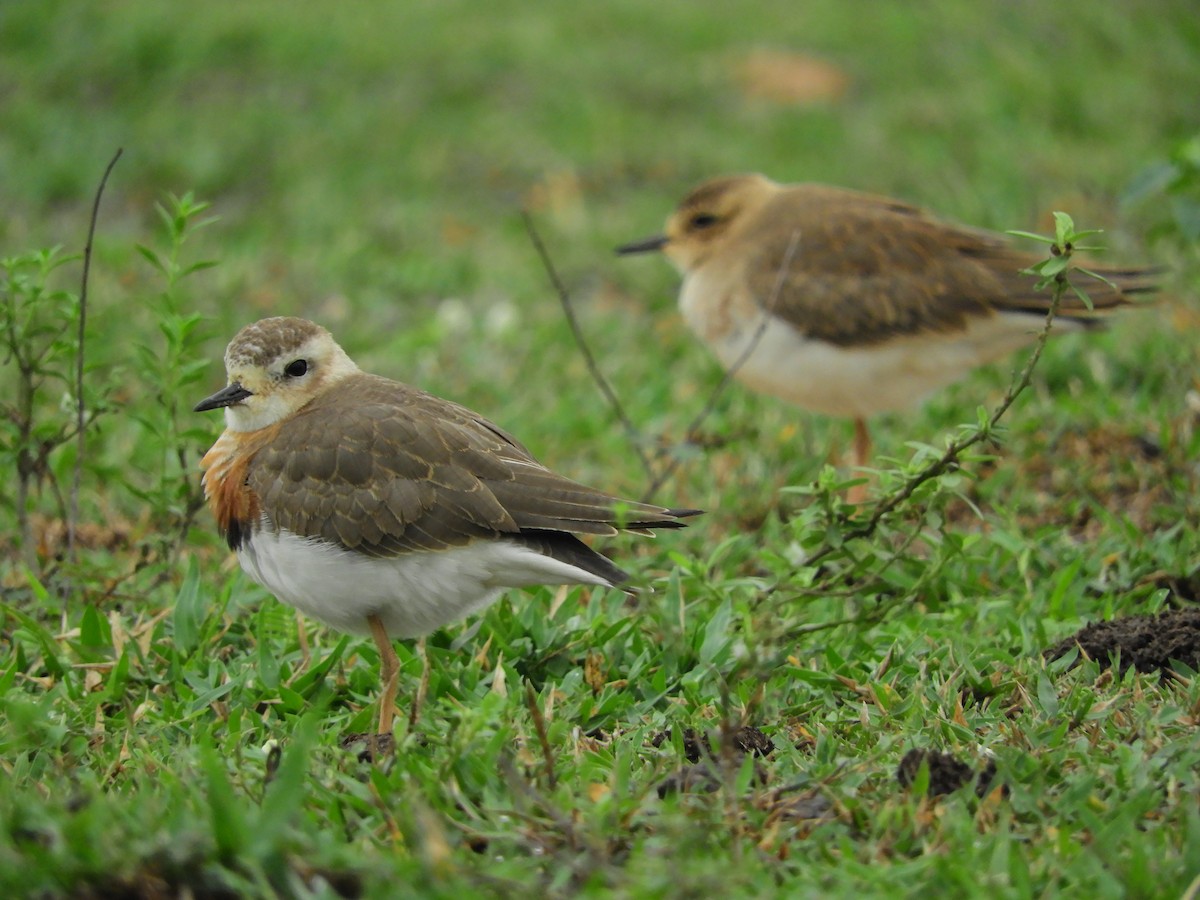 Oriental Plover - Mayoh DE Vleeschauwer