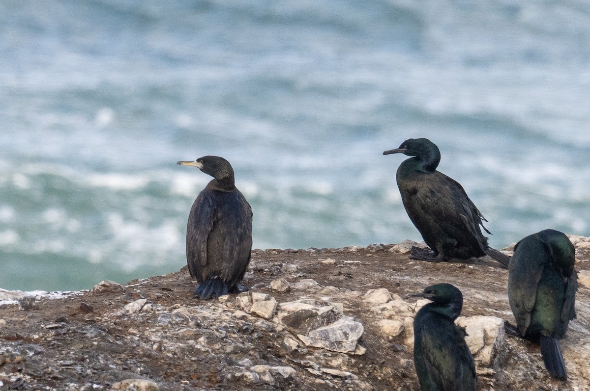 Cormorán Carirrojo - ML614292467