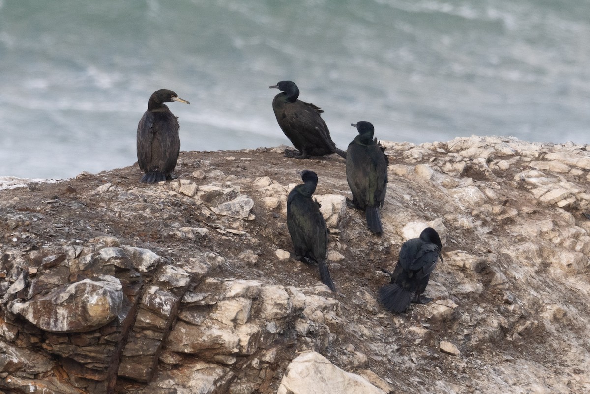 Red-faced Cormorant - ML614292468