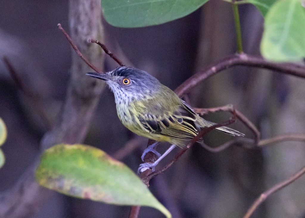 Spotted Tody-Flycatcher - ML614292488