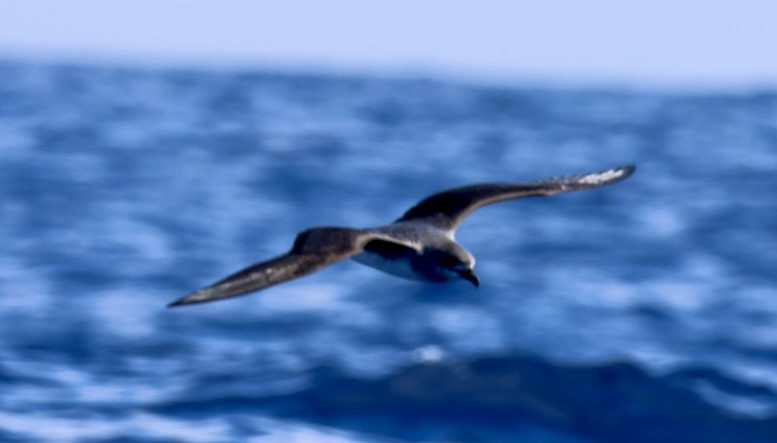 Petrel del Herald - ML614292496