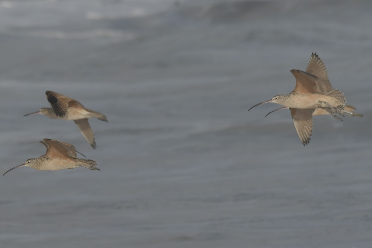 Long-billed Curlew - Haynes Miller