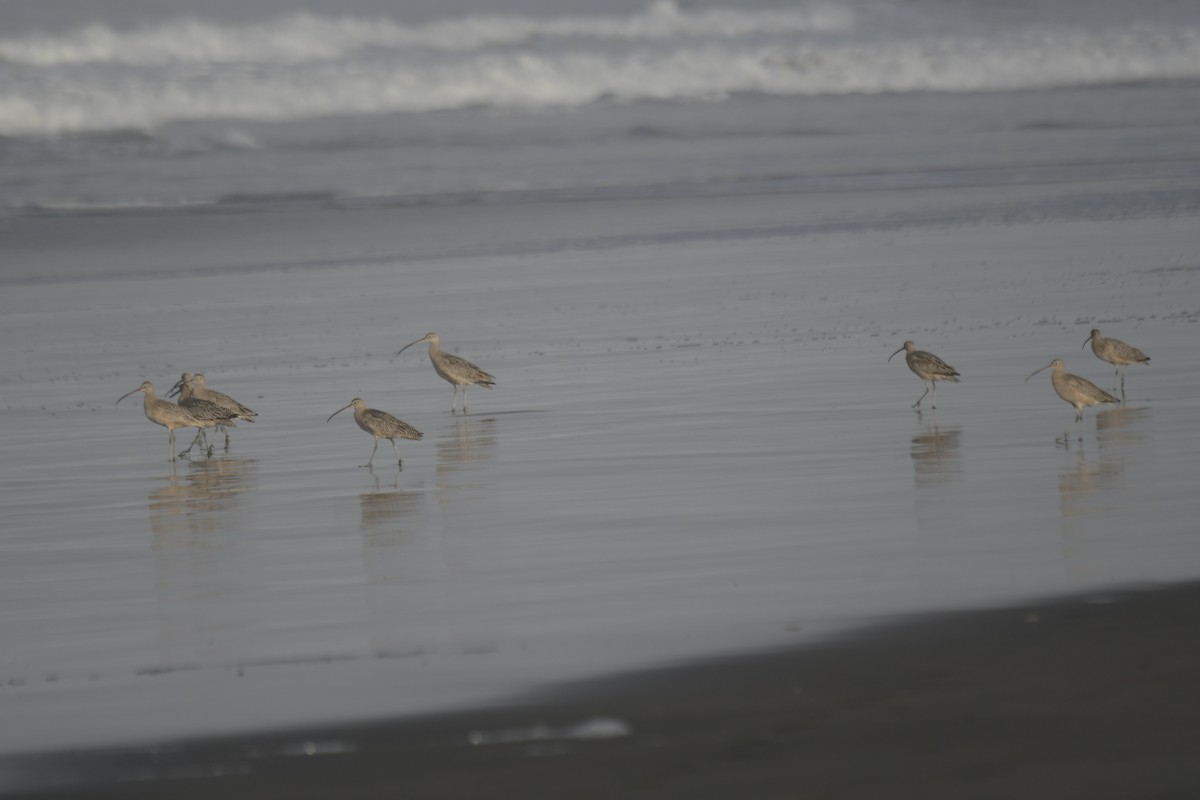 Long-billed Curlew - Haynes Miller