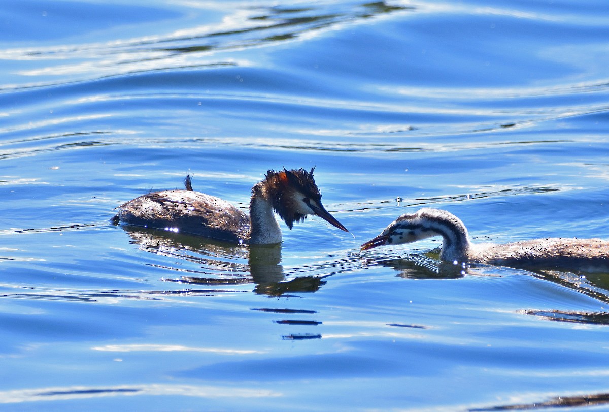 Great Crested Grebe - Anthony Katon