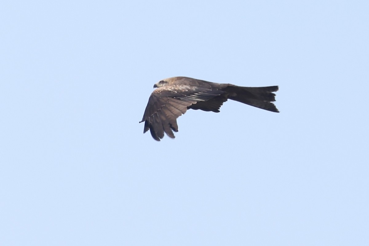 Black Kite - ML614292622