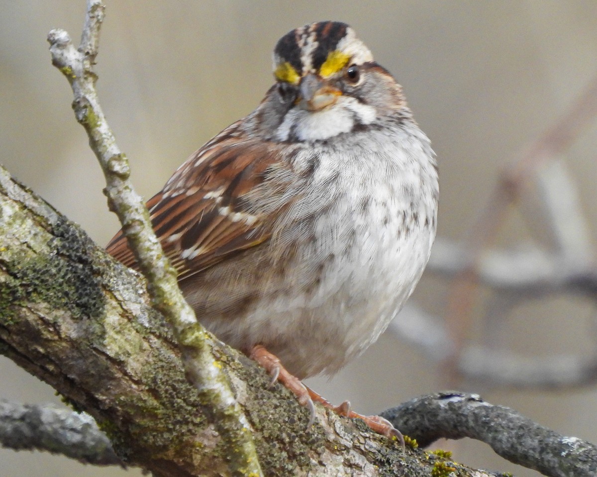 White-throated Sparrow - ML614292629
