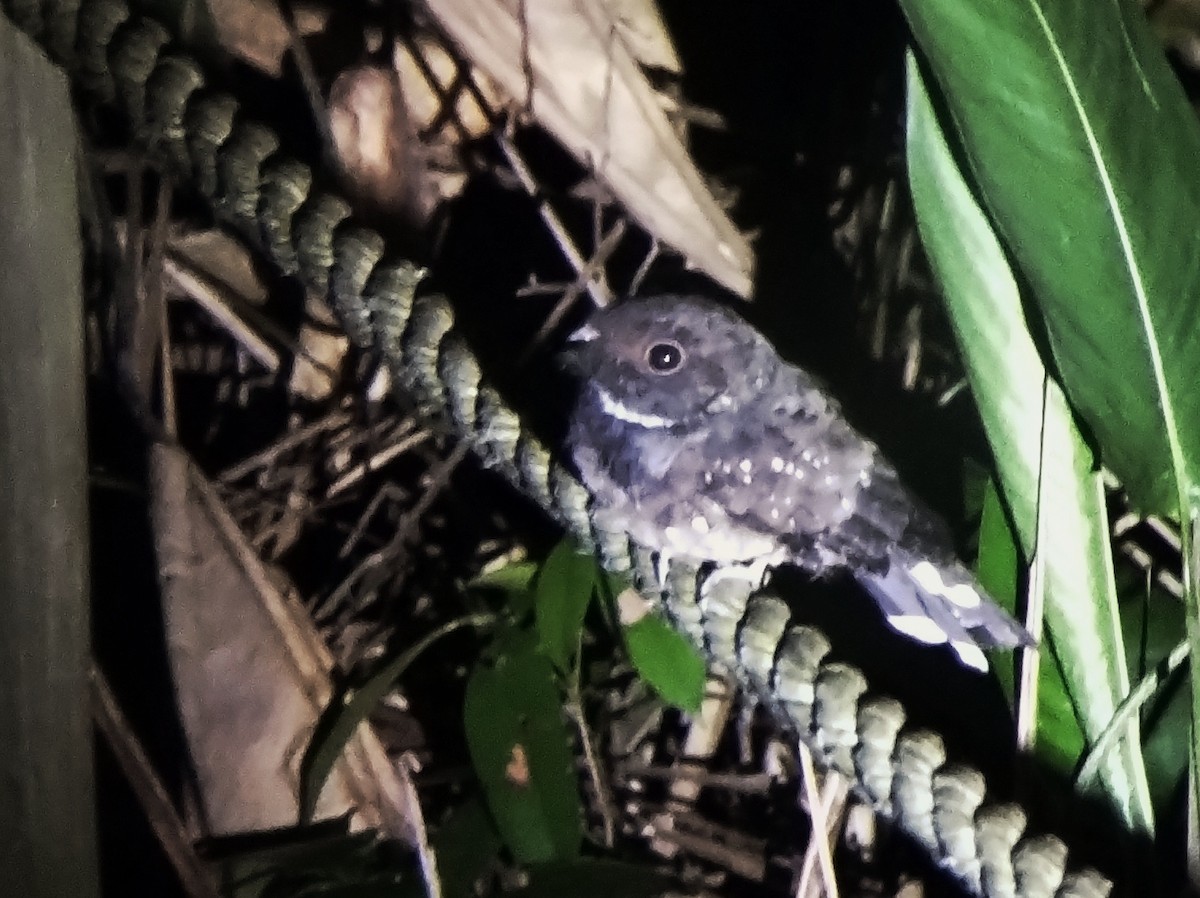 Ocellated Poorwill - ML614292657