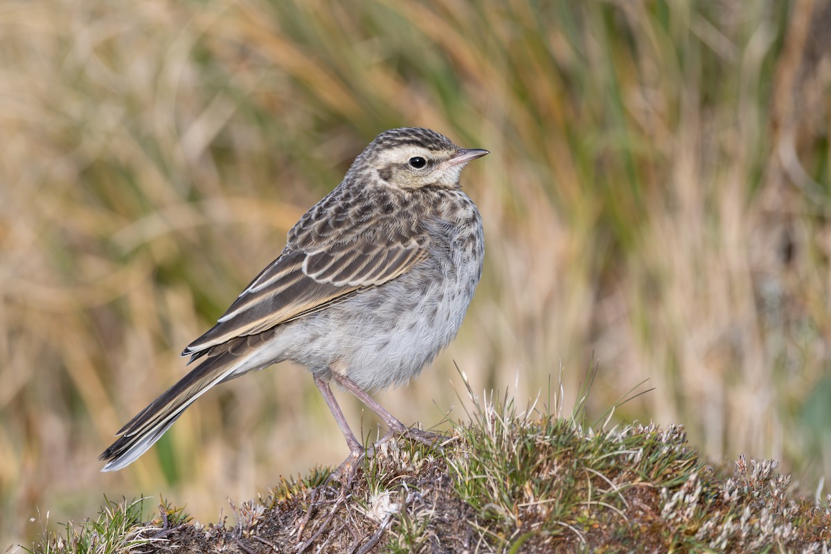 Pipit de Nouvelle-Zélande - ML614292705