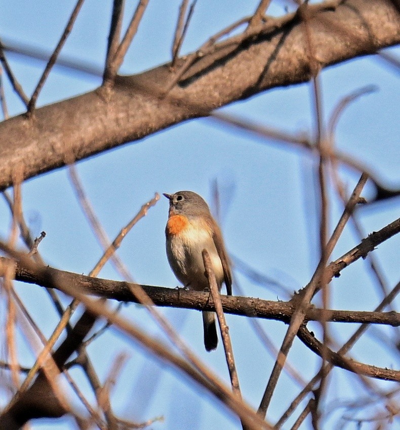 Red-breasted Flycatcher - Shamik Sathe