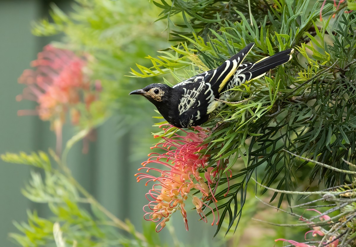 Regent Honeyeater - David Ongley