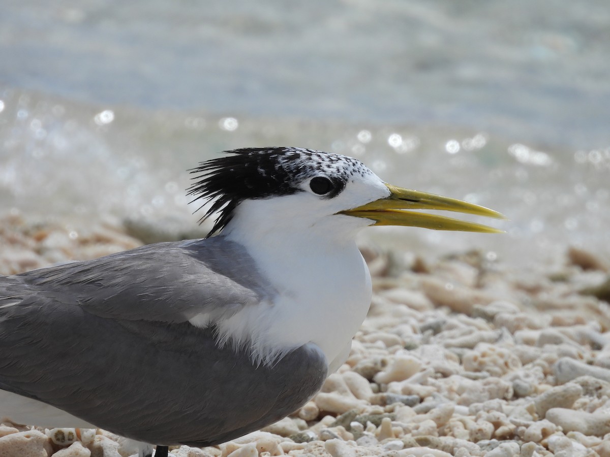 Great Crested Tern - ML614292824