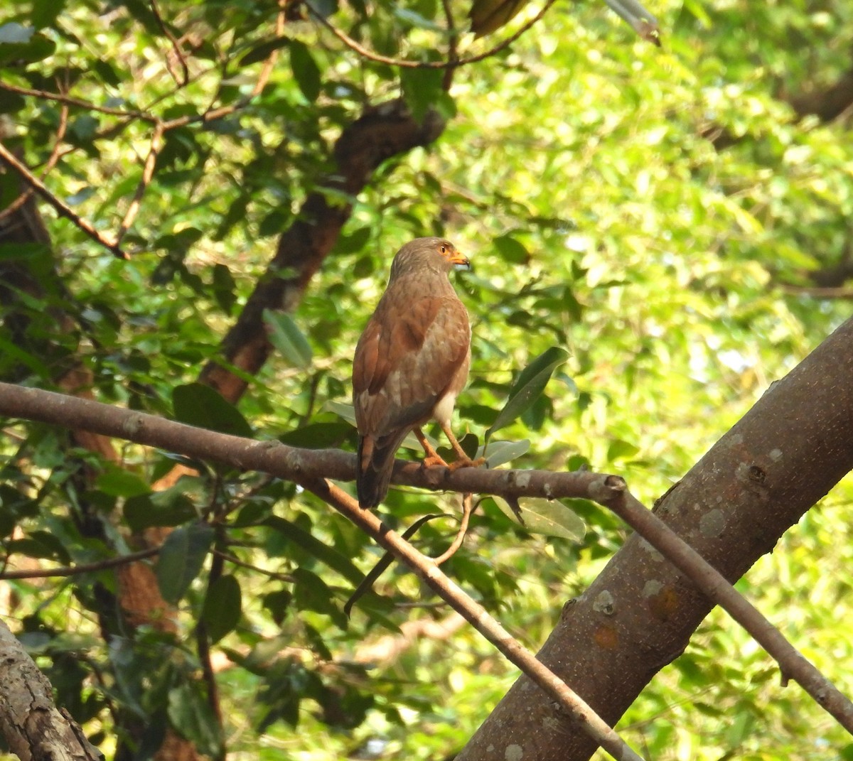 Rufous-winged Buzzard - ML614292929