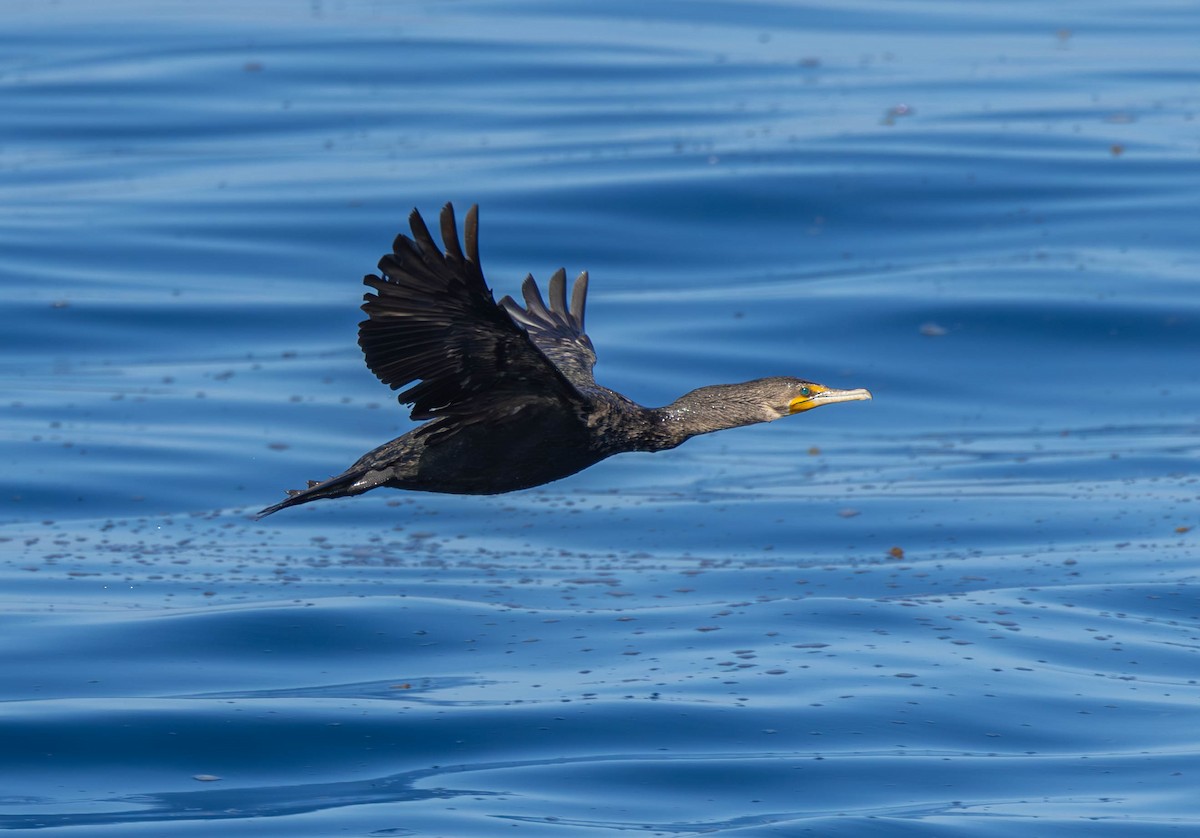 Cormoran à aigrettes - ML614292934