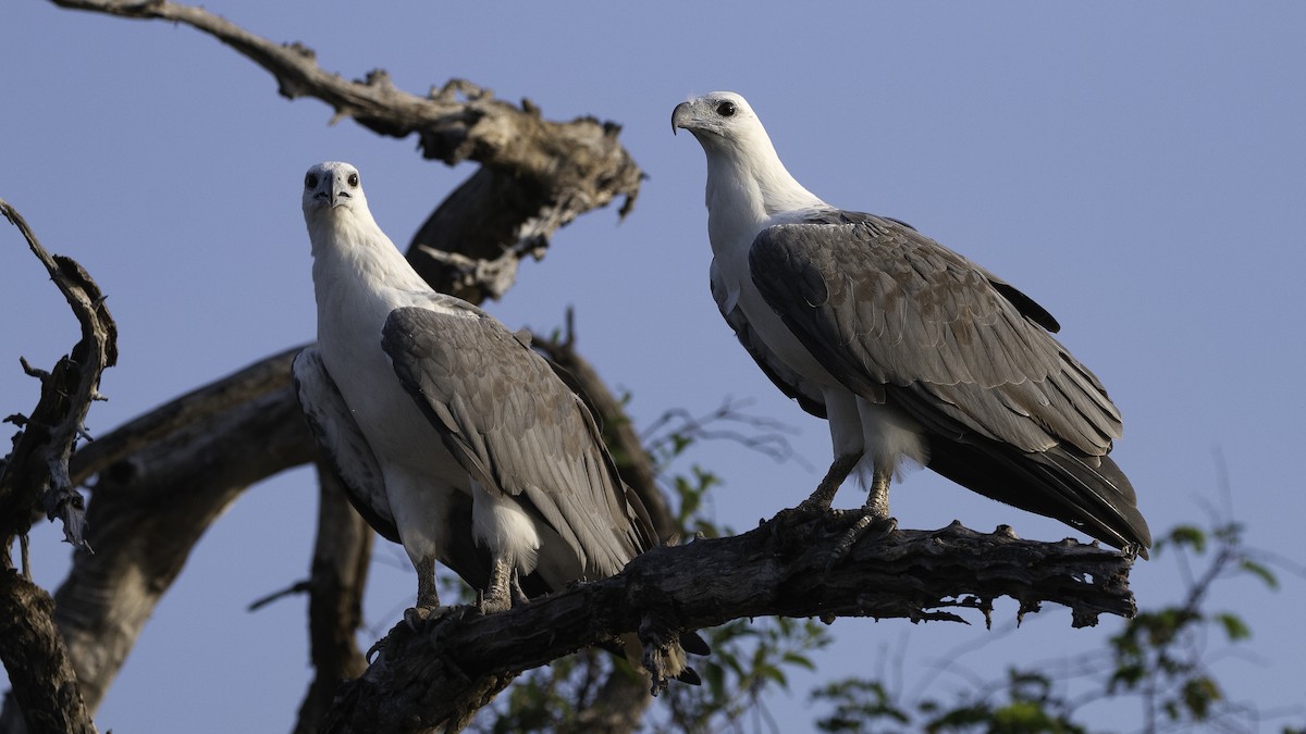 White-bellied Sea-Eagle - ML614292939