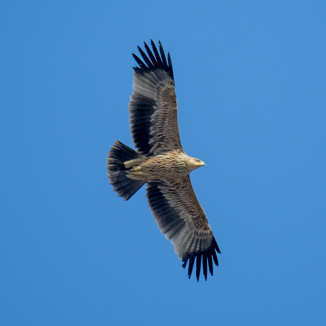 Águila Imperial Oriental - ML614292945