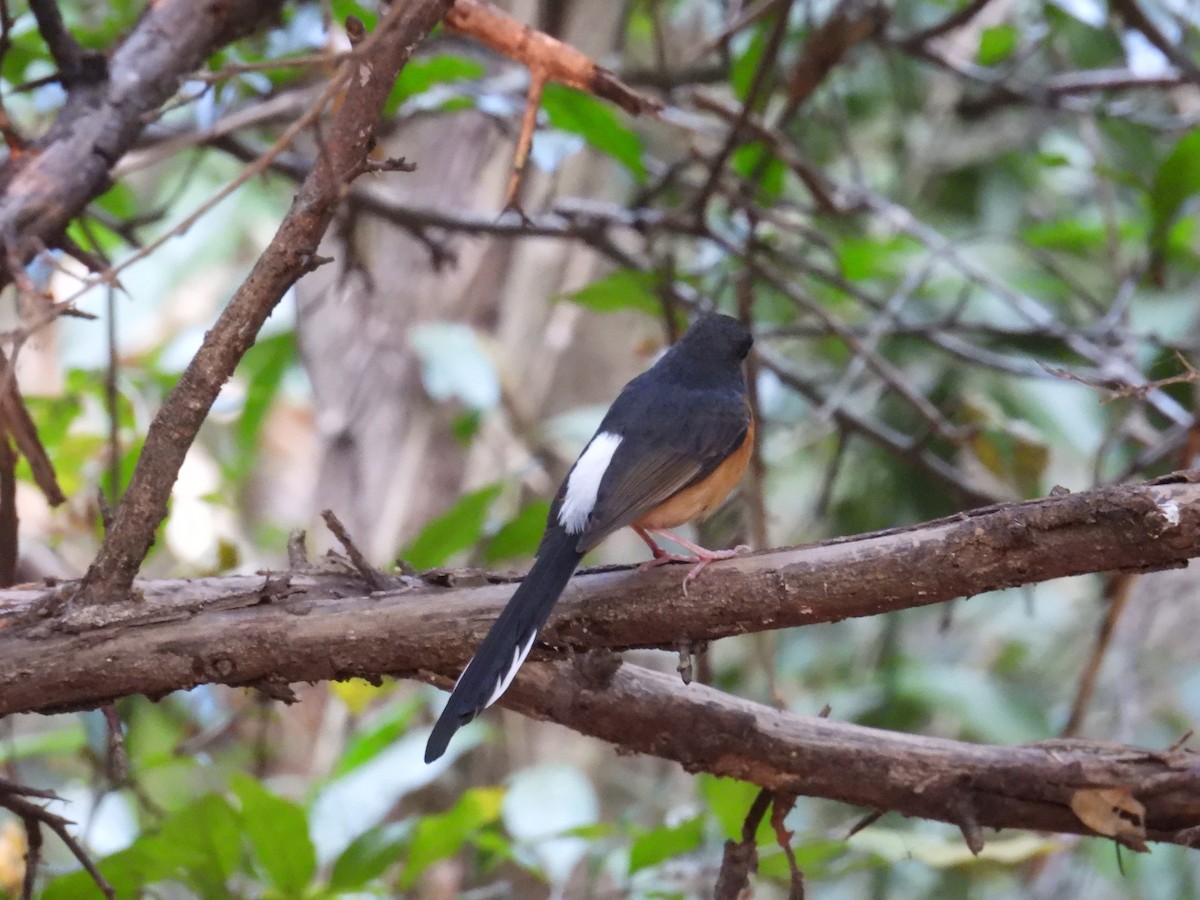 White-rumped Shama - ML614292958