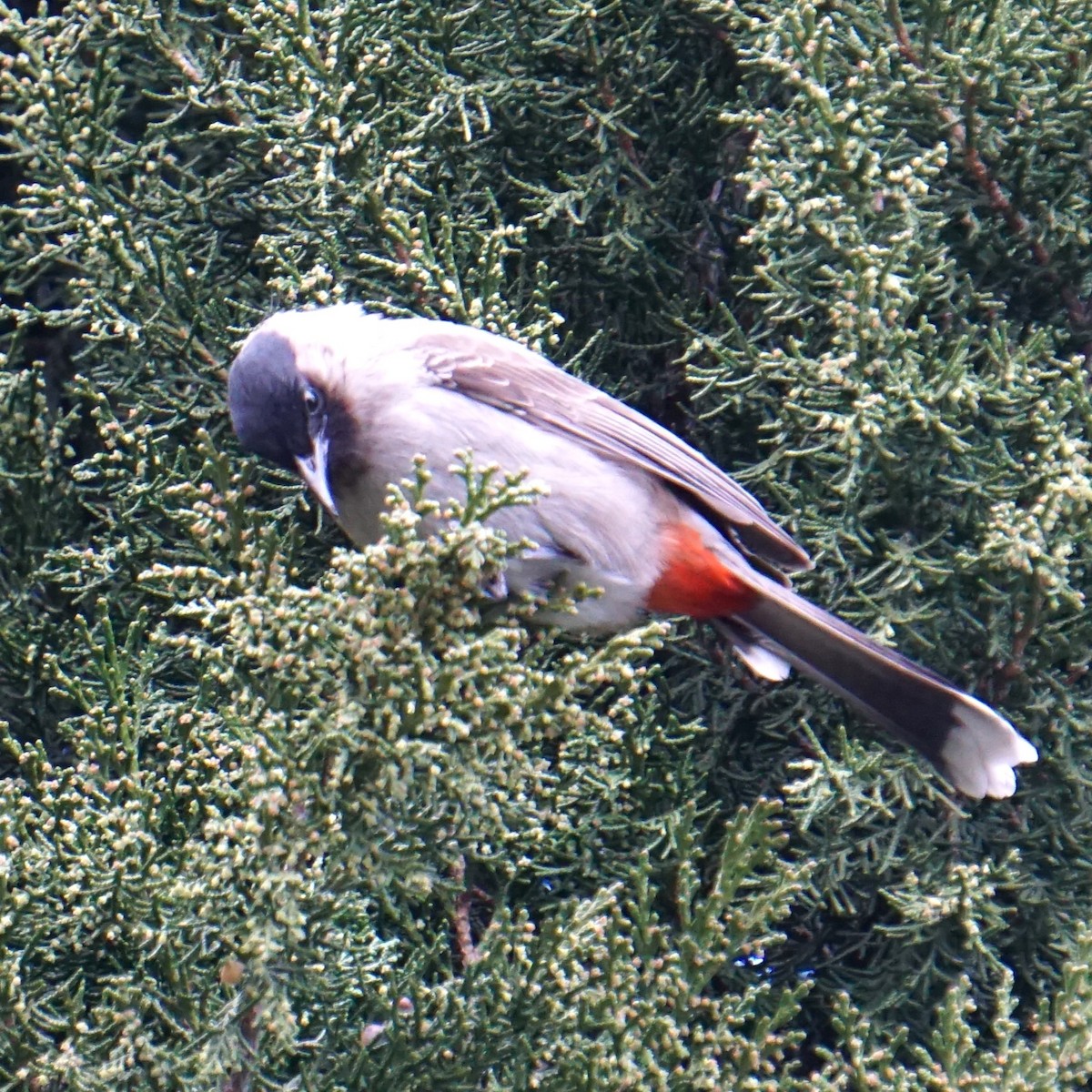 Red-vented Bulbul - ML614292980