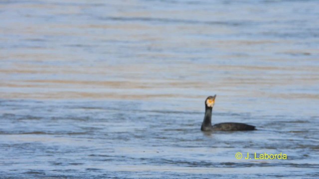 Great Cormorant - ML614292987