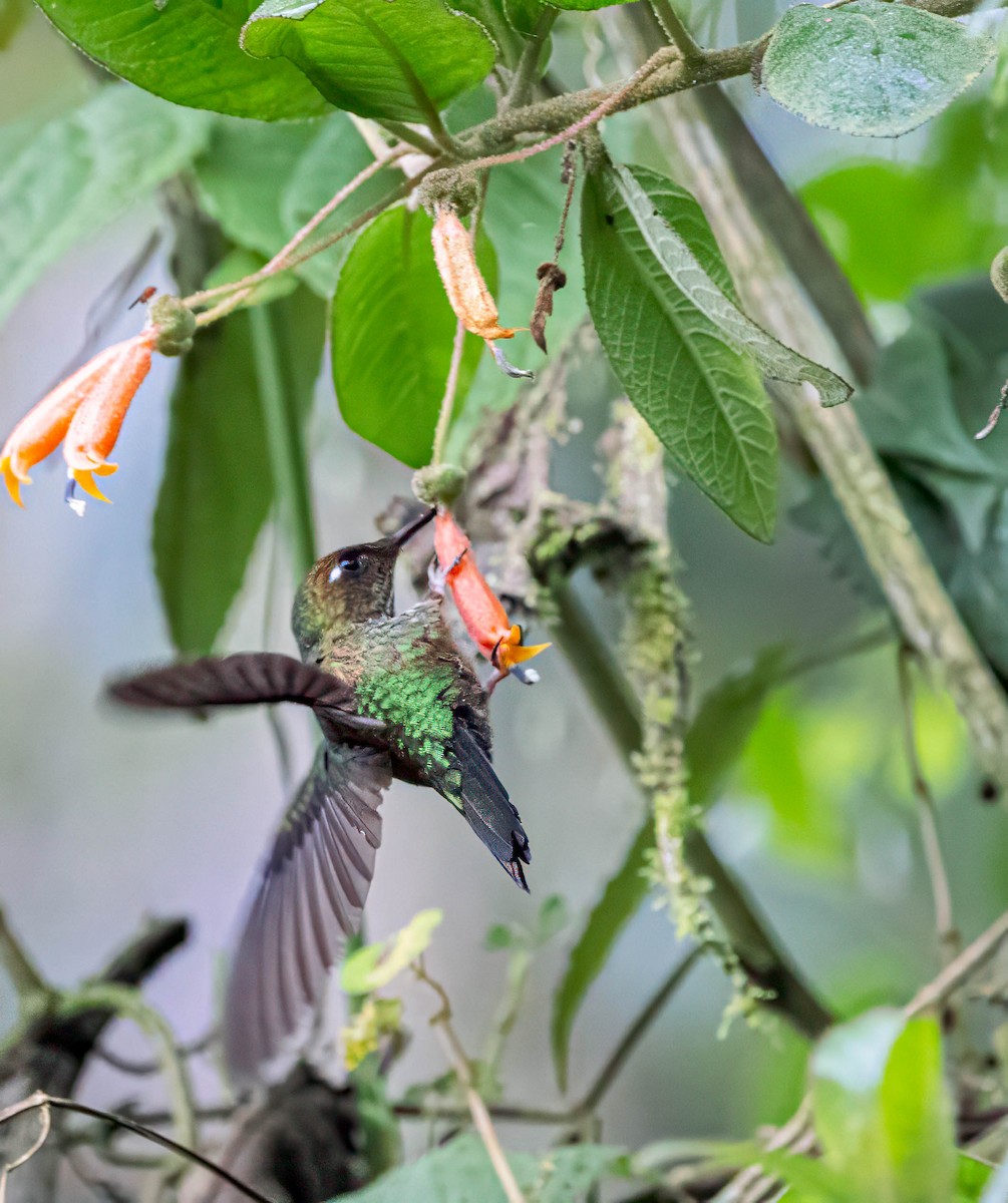 kolibřík ostrozobý - ML614292989